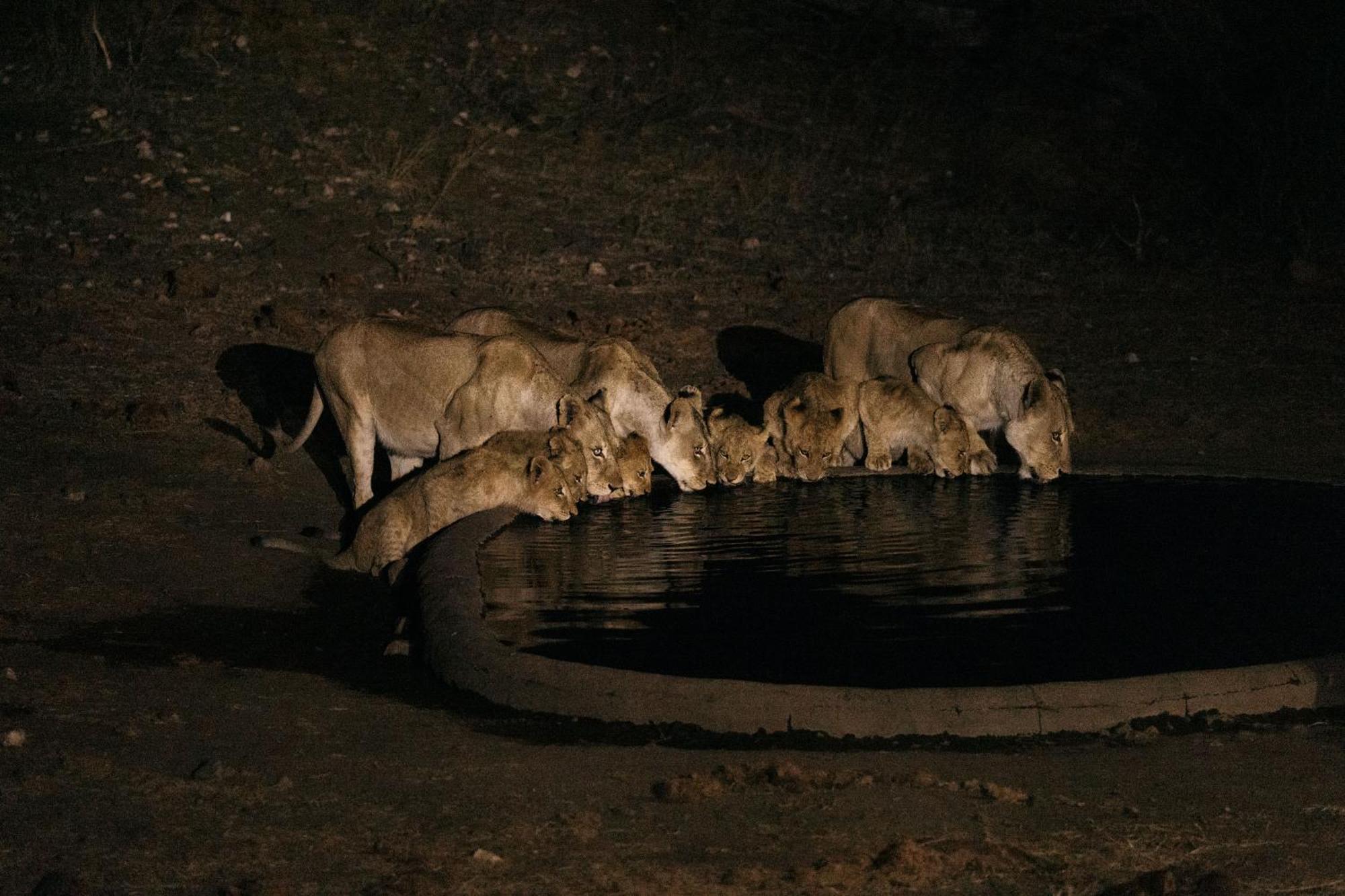 Willa Isambane Camp Balule Game Reserve Zewnętrze zdjęcie
