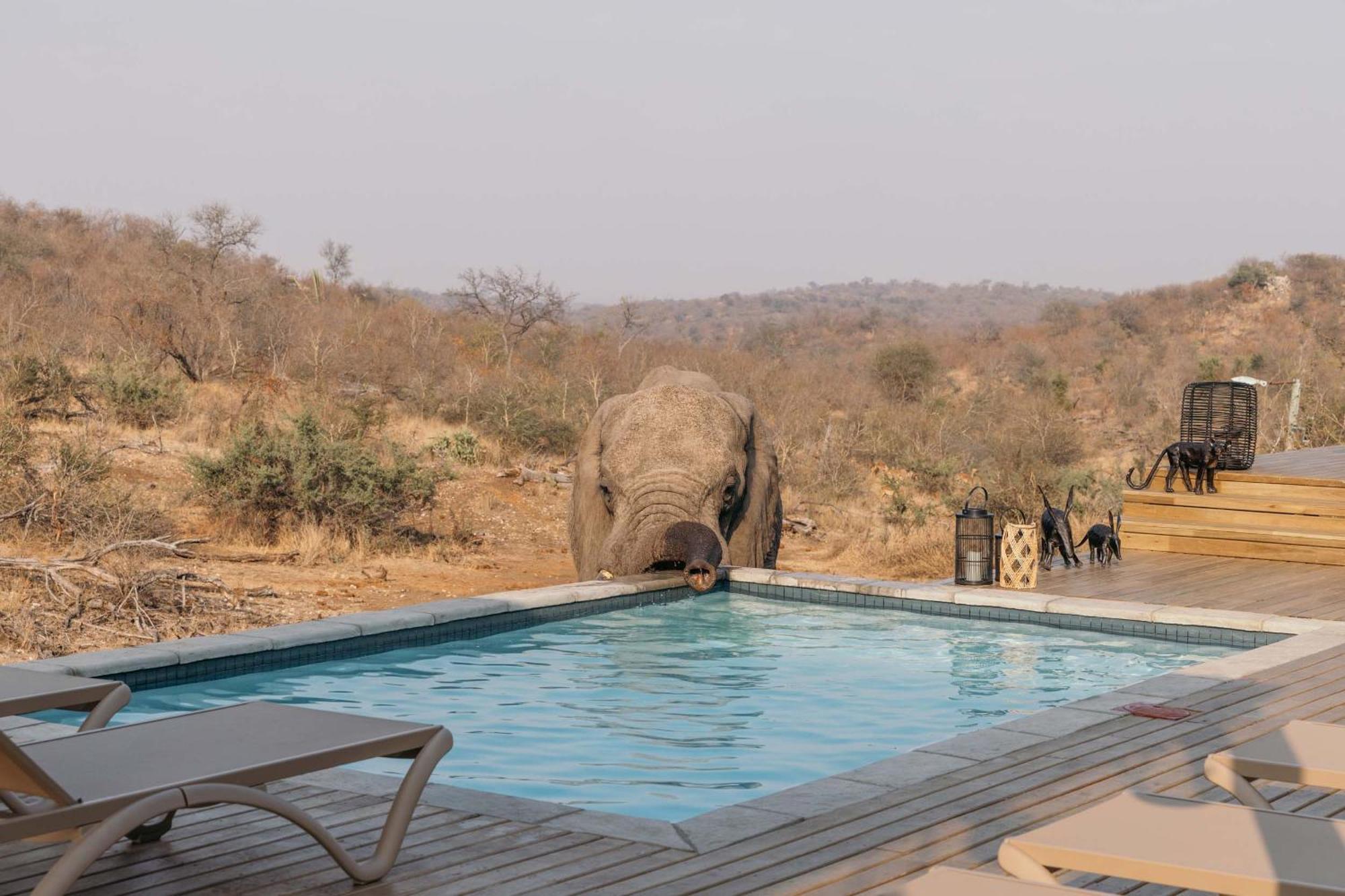 Willa Isambane Camp Balule Game Reserve Zewnętrze zdjęcie