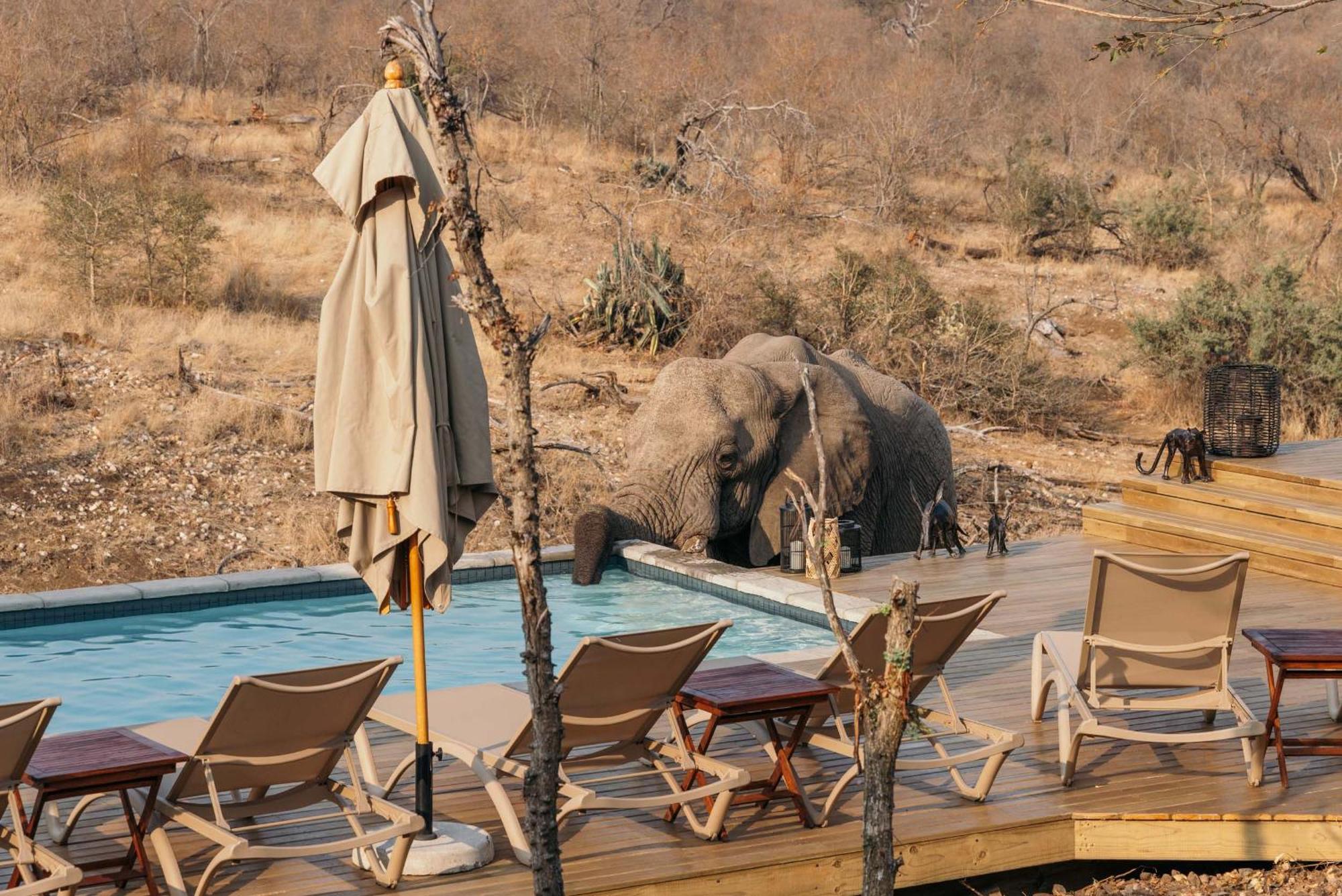 Willa Isambane Camp Balule Game Reserve Zewnętrze zdjęcie